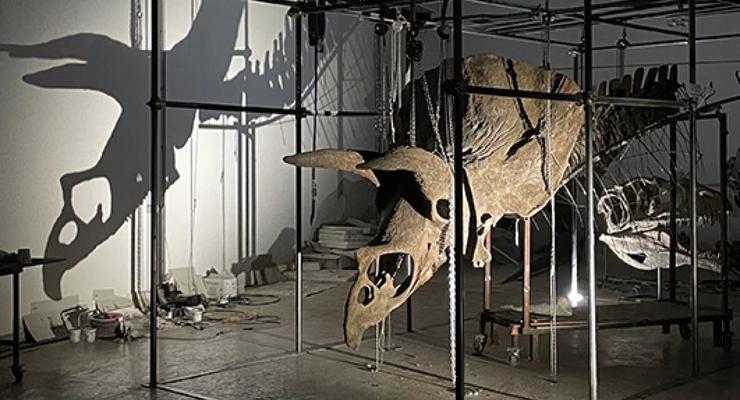 Самый большой в мире скелет трицератопса выставлен на аукцион