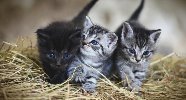 Ученые изучили тысячи кошек и выделили семь отличительных черт характера