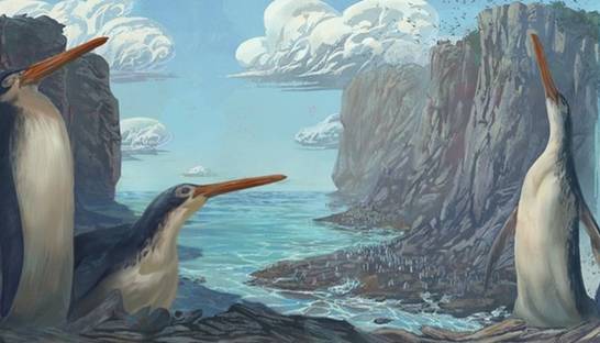 Школьники обнаружили гигантского пингвина с длинными ногами