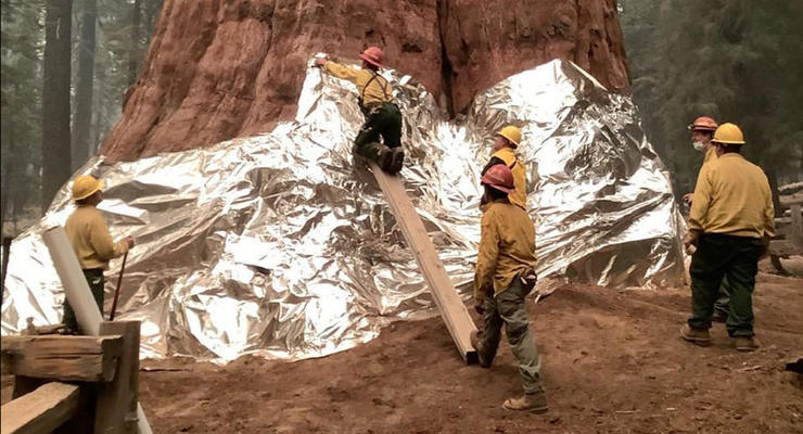 Пожарные пытаются спасти от огня самое большое дерево в мире