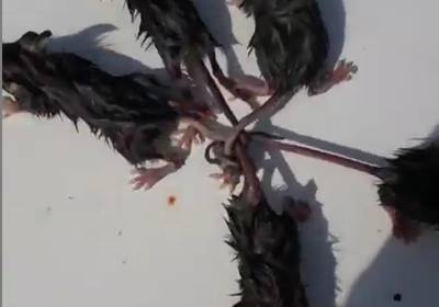 На видео засняли Крысиного короля