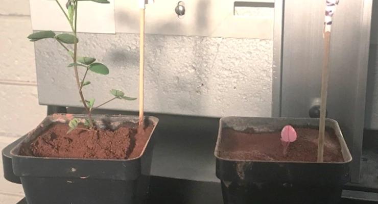 Найден простой способ выращивать растения на Марсе