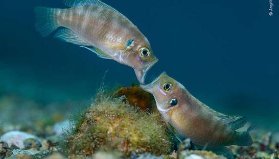 Олени, пауки и вороны: Победители конкурса Wildlife Photographer of the Year