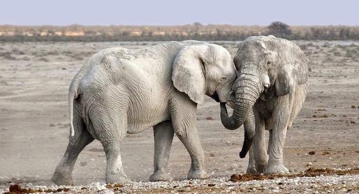 Эволюция в действии: Африканские слоны потеряли бивни