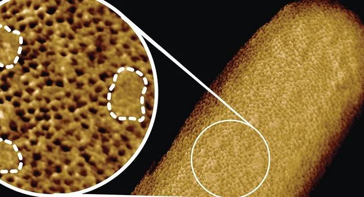 Получены самые подробные изображения живых бактерий крупным планом