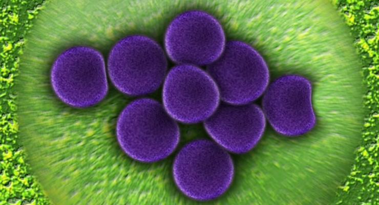 В организме человека найдены десятки новых природных антибиотиков