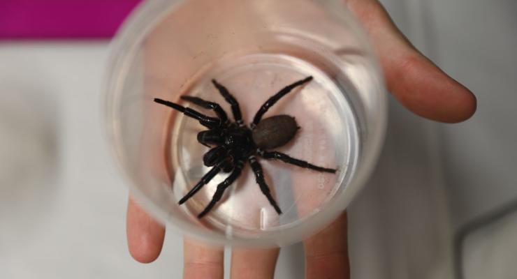 Способен прокусить ноготь: В Австралии поймали мега-паука