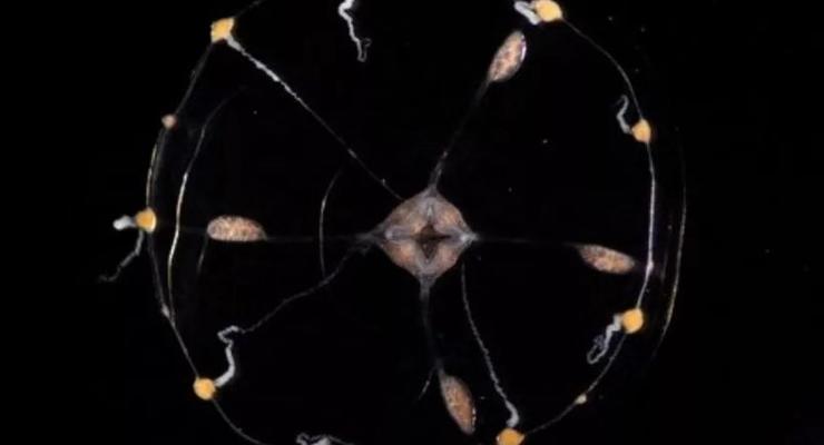 В медуз вставили стробоскопы, чтобы увидеть, как они работают без мозгов