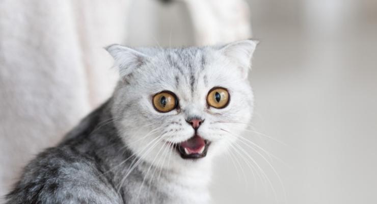 Ваша кошка - психопат: Ученые разработали анкету для определения характера