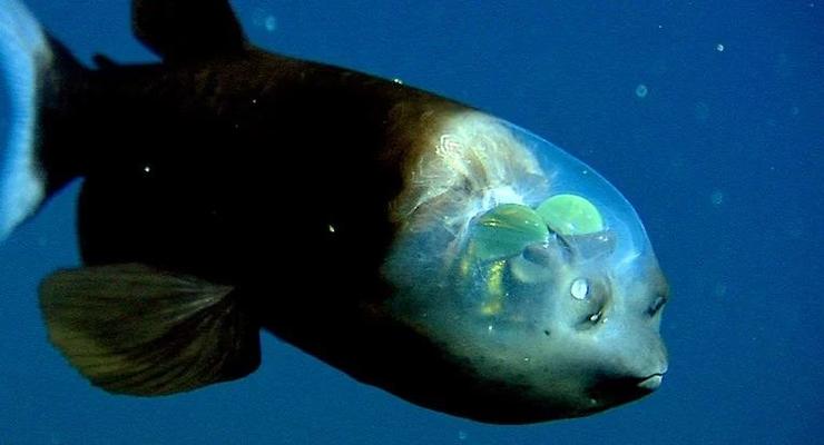 На видео засняли странную рыбу с прозрачной головой