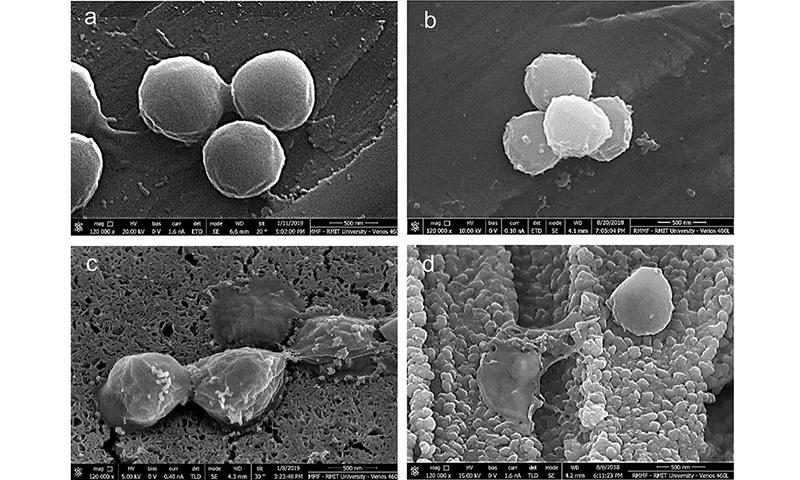 Клетки бактерий золотого стафилококка через 2 минуты на а) полированной нержавеющей стали, b) полированной меди и c) и d) микронано-медной поверхности, созданной командой / Biomaterials