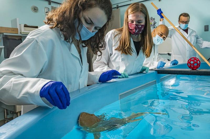 Ученые изучают акул для получения антител / news.wisc.edu