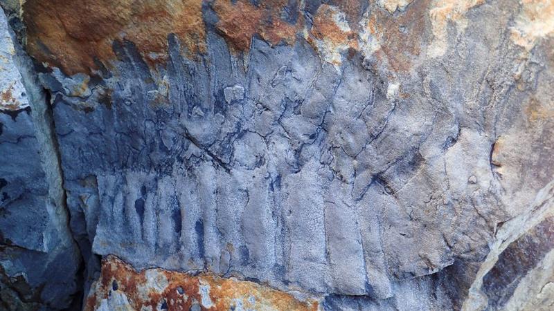 Окаменевший фрагмент экзоскелета гигантского предка многоножки Arthropleura, недавно обнаруженный в Великобритании / livescience.com