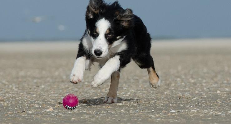 Интересный факт дня: Собаки понимают законы физики