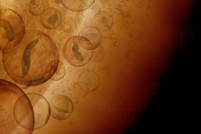 Иллюстрация гипотетической микробной жизни в облаках Венеры / sciencealert.com