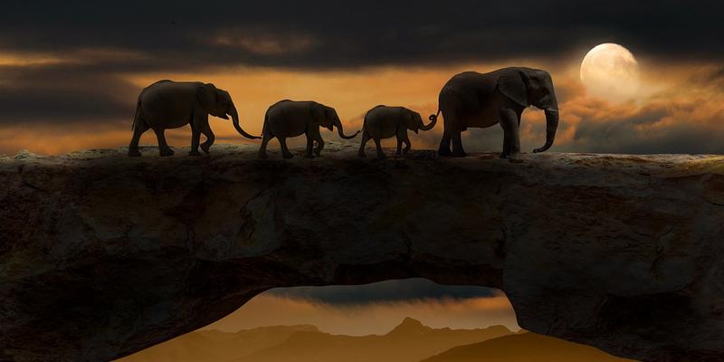 Как подсчитать слонов? / pixabay.com
