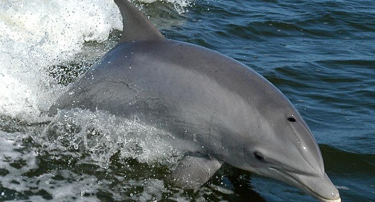 Ученые обнаружили, что клитор дельфина полон сюрпризов