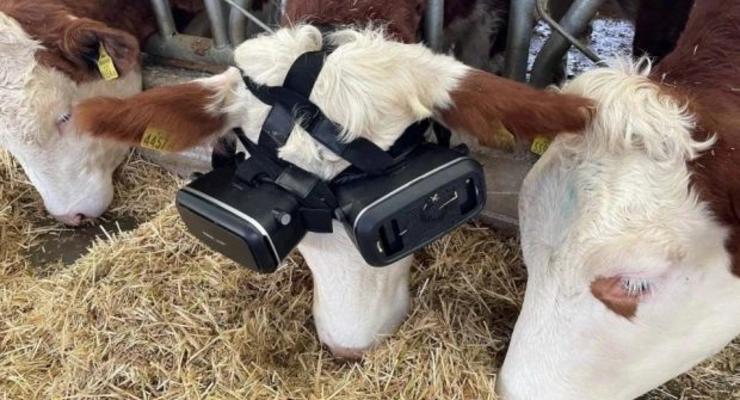 Видео дня: Коров в Турции погрузили в виртуальную реальность