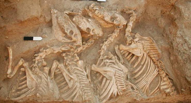 Найдено самое древнее гибридное животное, которое вывели люди