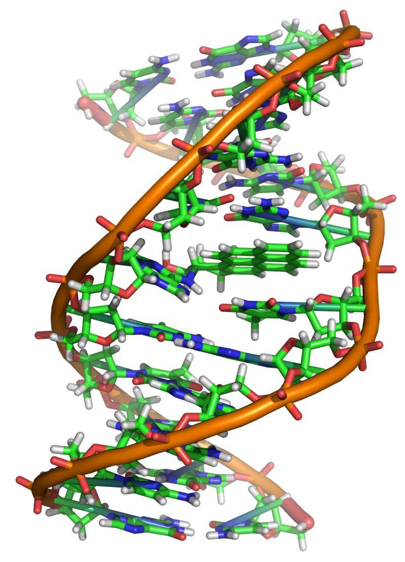 Модель ДНК / Wikimedia Commons