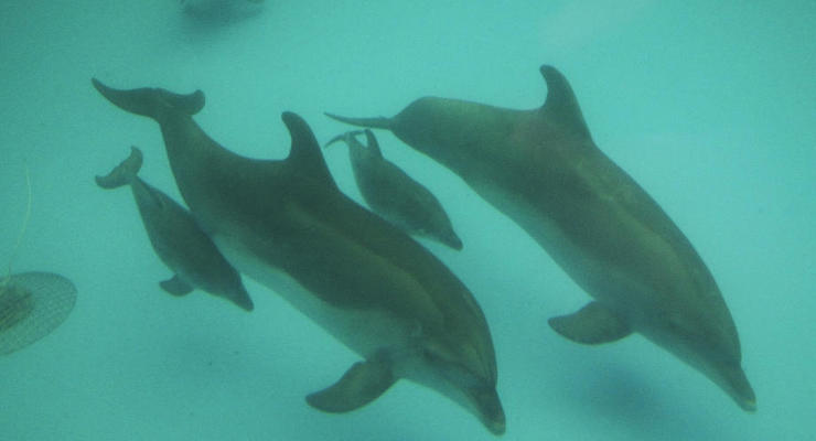 Росія тримає у Чорному морі бойових дельфінів