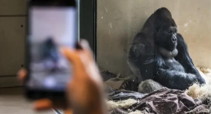 В Чикаго горилла потеряла смысл жизни из-за смартфона