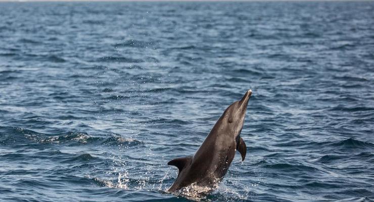 И тут "постарались": из-за России в Турции гибнут дельфины