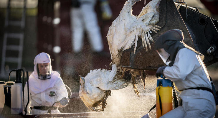 У Європі поширюється пташиний вірус H5N1: ВООЗ говорить про нову пандемію