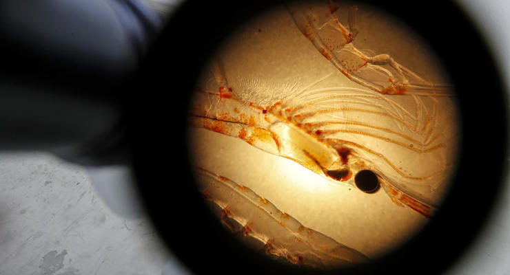 makro paraziták sertés bőrbetegségek képekkel