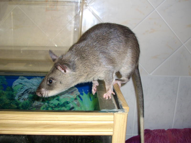 Гамбийская хомяковая крыса - wikipedia