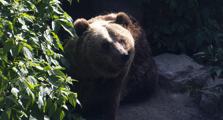 Ученые считают, что медведи решат фундаментальные вопросы человечества