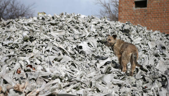 Угрожает ли Украине сибирская язва – ответ врачей