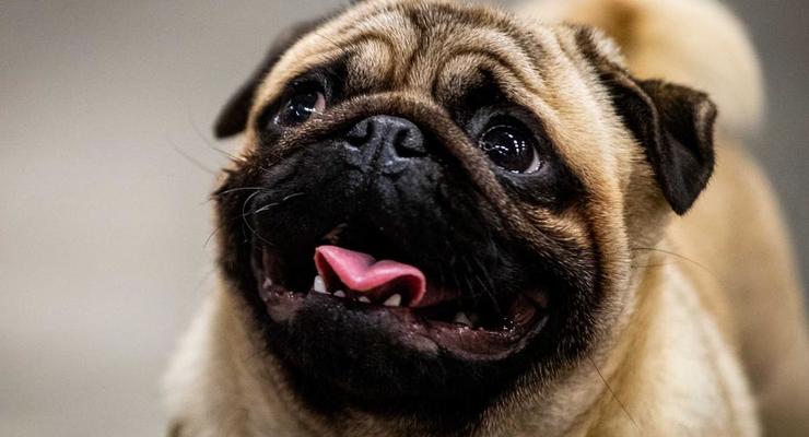 В Японии собак будут искать по отпечатку носа: в чем смысл