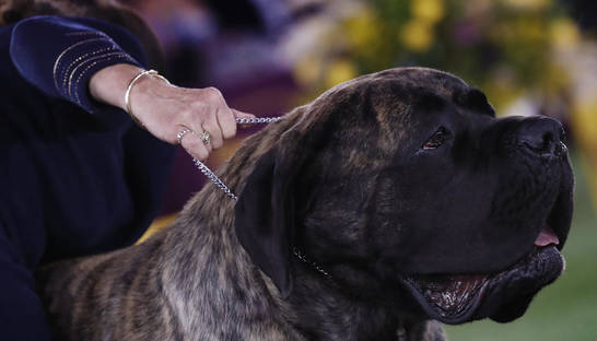 В чем заключается секрет исключительного обоняния собак