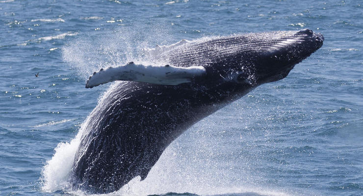 Украинские полярники рассказали пять фактов о китах, которые вы могли не знать