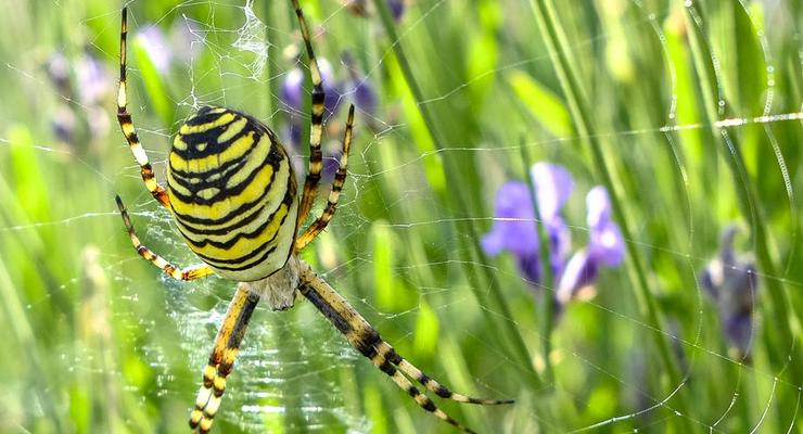 Ученые нашли необычное применение мертвым паукам
