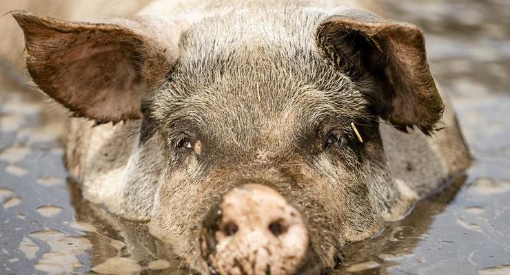 "Шаг к воскрешению людей": ученые оживили свиней, которые час были мертвы