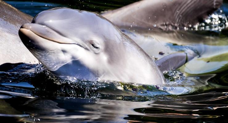 В США прикрепили камеру к дельфинам: результат потрясает