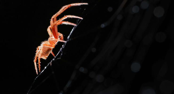 Через деякі укуси можна задихнутися: що робити, якщо на вас напав павук