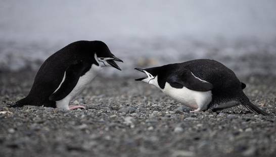 Четыре женщины выиграли кастинг в Антарктиду: будут работать на почте и считать пингвинов