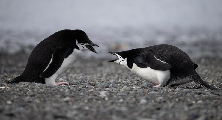 Чотири жінки виграли кастинг до Антарктиди: працюватимуть на пошті та рахуватимуть пінгвінів