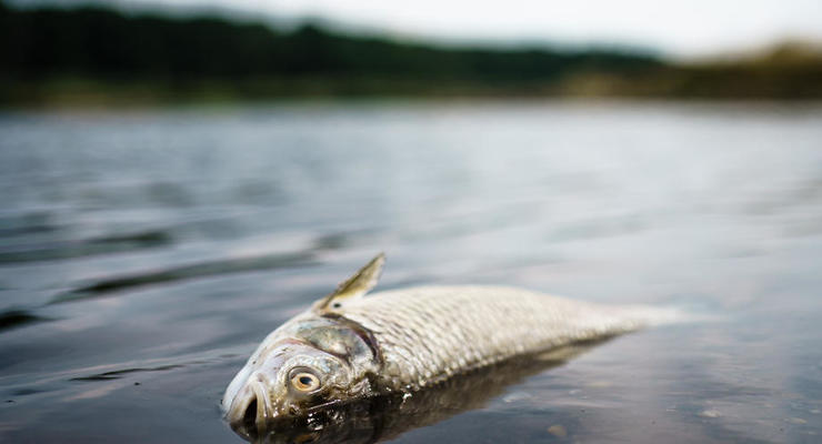 Сколько весит и как выглядит самая крупная рыба на Земле - появились данные рекорда