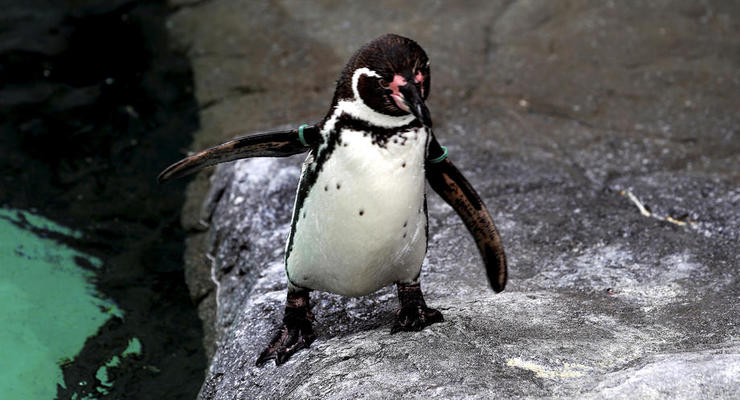Українські полярники показали "пінгвіна-злодюжку"