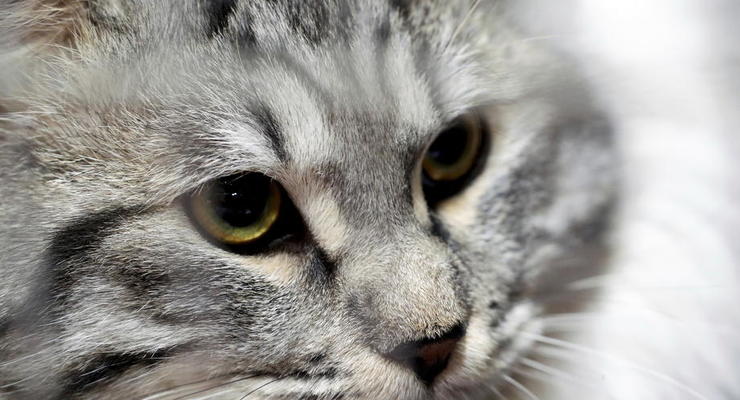 Кішки чи собаки: фахівці з'ясували, хто краще знімає стрес