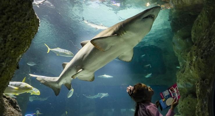 Биологи показали видео со светящимися акулами