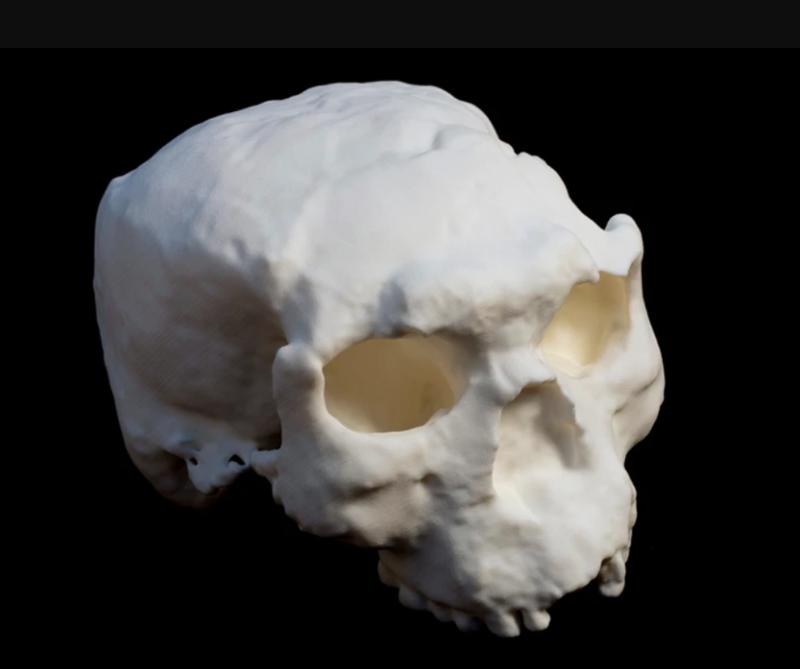 3D-реконструкция черепа - фото Pascal Goetgheluck/SPL