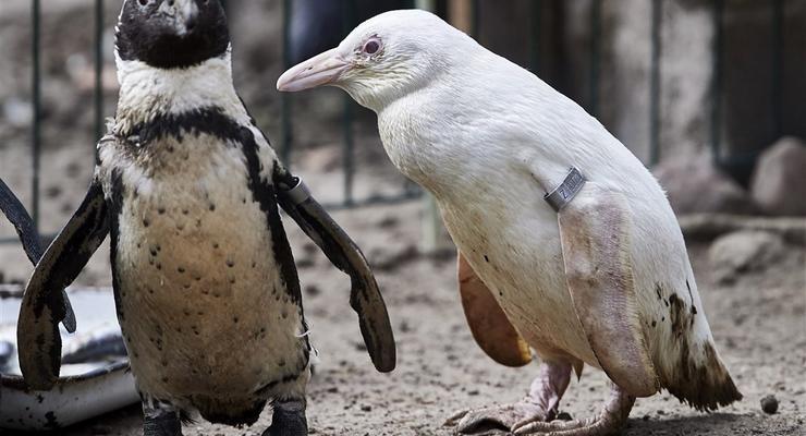 Украинские полярники показали воров яиц пингвинов