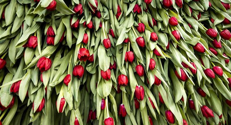 В теплице с тюльпанами начали майнить криптовалюту: в чем смысл