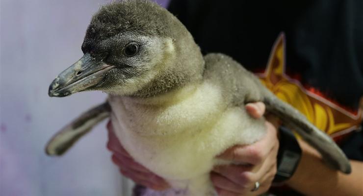 Украинские полярники умилили сеть фото детенышей пингвинов