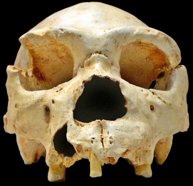 Череп Homo heidelbergensis - фото Википедия